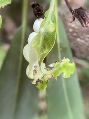 Exobasidium rhododendri