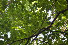 Maclura pomifera