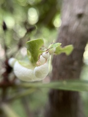 Exobasidium rhododendri