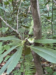 Exobasidium rhododendri