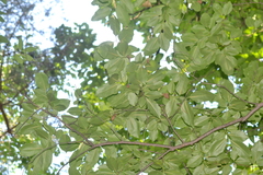 Maclura pomifera