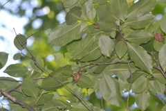 Maclura pomifera