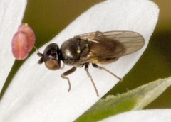 Oscinellinae