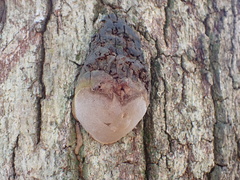 Fungi