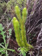 Phlegmariurus dentatus