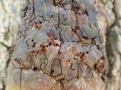 Fungi