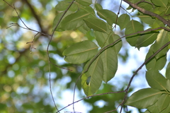 Maclura pomifera