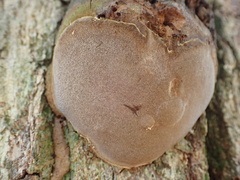 Fungi