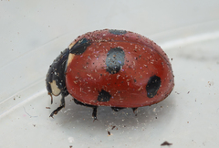 Coccinella magnifica