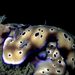 Hypselodoris tryoni - Photo (c) Tony Shih,  זכויות יוצרים חלקיות (CC BY-ND)