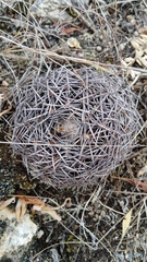 Coryphantha retusa