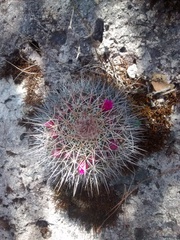 Mammillaria scrippsiana