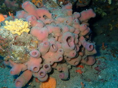 Haliclona mediterranea