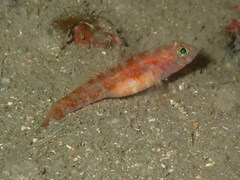 Vanneaugobius dollfusi