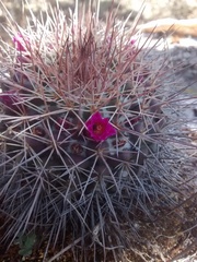Mammillaria scrippsiana