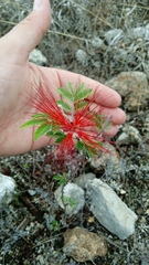 Calliandra californica