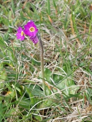Primula scotica