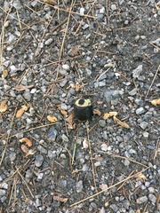 Necrophila americana