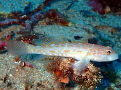 Gobius kolombatovici