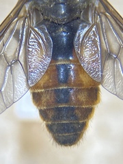 Hybomitra nuda