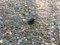 Necrophila americana