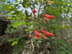 Penstemon barbatus