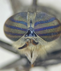 Hybomitra nuda