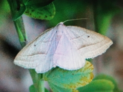 Lepidoptera