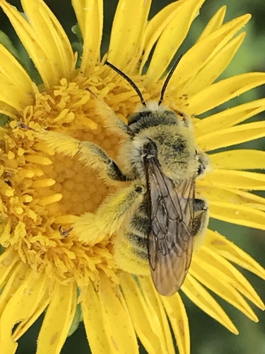 Sunflower Chimney Bee photo 5