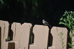 Spizella passerina