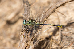Gomphus simillimus