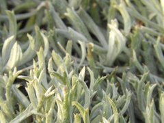 Senecio ceratophylloides