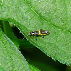 Trypherus frisoni