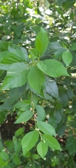 Ulmus