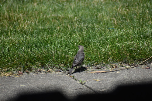 Brown-headed Cowbird photographed in Indiana