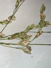Glyceria striata striata