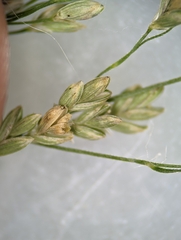 Glyceria striata striata