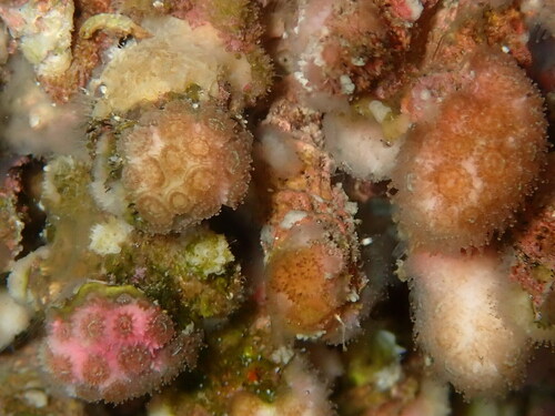Photo of Pillar coral Med (Madracis pharensis)