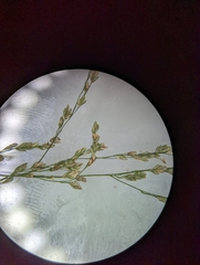 Glyceria striata striata