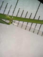 Glyceria striata striata