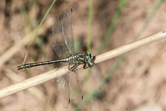 Gomphus simillimus
