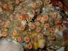 Polycyathus muellerae