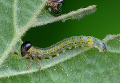 Euura melanocephalus