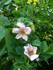 Rosa subcanina