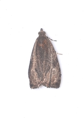 Olethreutes quadrifidum