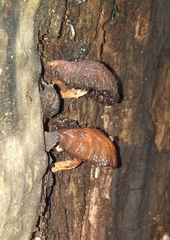 Fungi