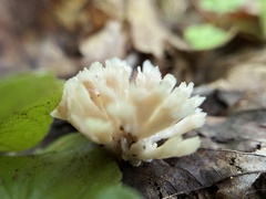 Sebacina sparassoidea