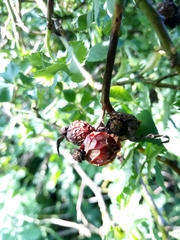 Rosa subcanina