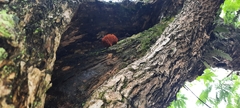 Fungi