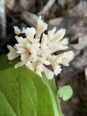 Sebacina sparassoidea